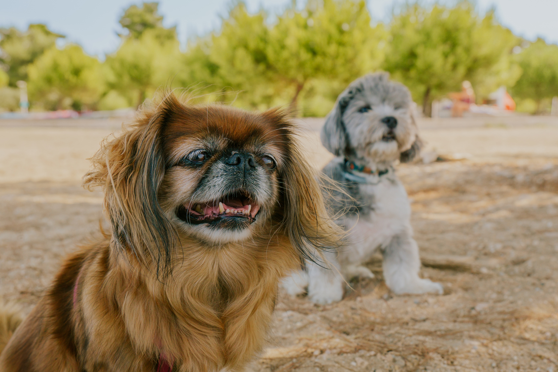 Pet-friendly facilities at Zaton Holiday Resort with designated pet areas